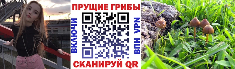 Псилоцибиновые грибы Magic Shrooms  Мезень 